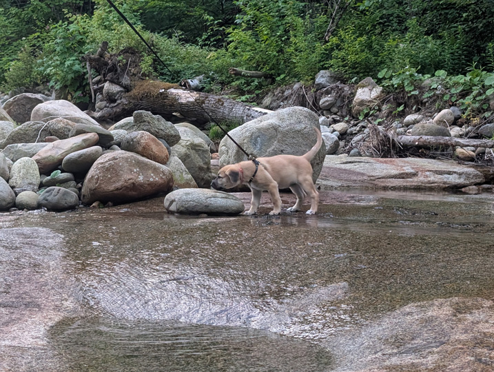 chinook dog